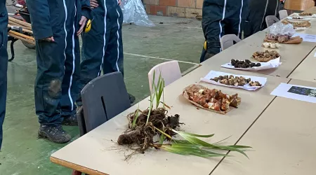 TP reconnaissance et plantation de bulbes